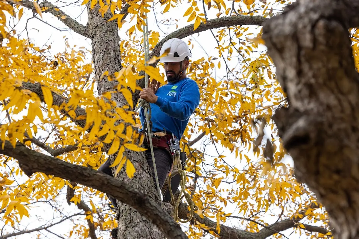 Skilled Tree Planing crew working in Winnebago