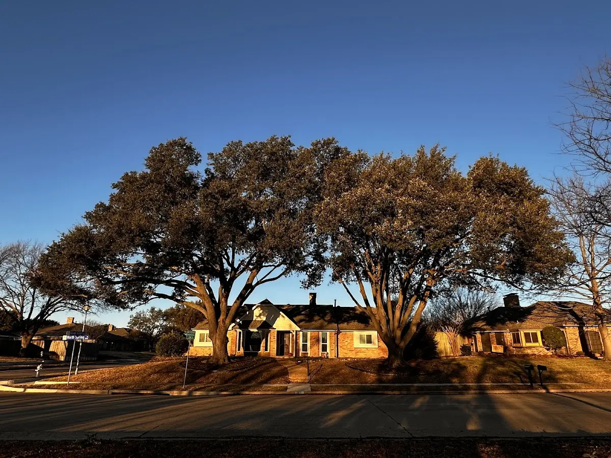 Established residential canopy tree shading a home in Winnebago